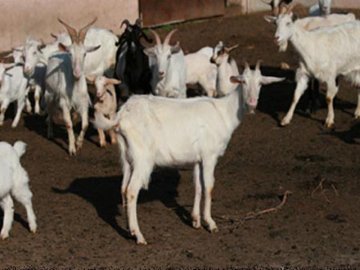 Agriturismo Sardinie - Dorgali - Boerderij Neule (12)